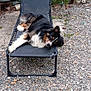 dog, lounge_chair, outdoor, garden, gravel, potted_plants, greenery, relaxed, resting, black, white, brown, fur, pet, nature, summer, sunlight, animal, canine, leisure