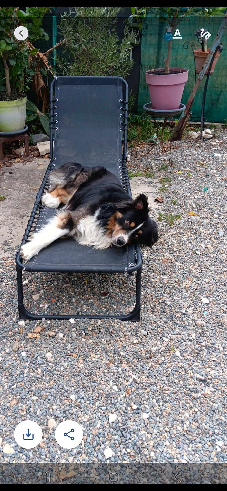 Usko participe au concours pour gagner de l'argent avec cette photo : dog, lounge_chair, outdoor, garden, gravel, potted_plants, greenery, relaxed, resting, black, white, brown, fur, pet, nature, summer, sunlight, animal, canine, leisure