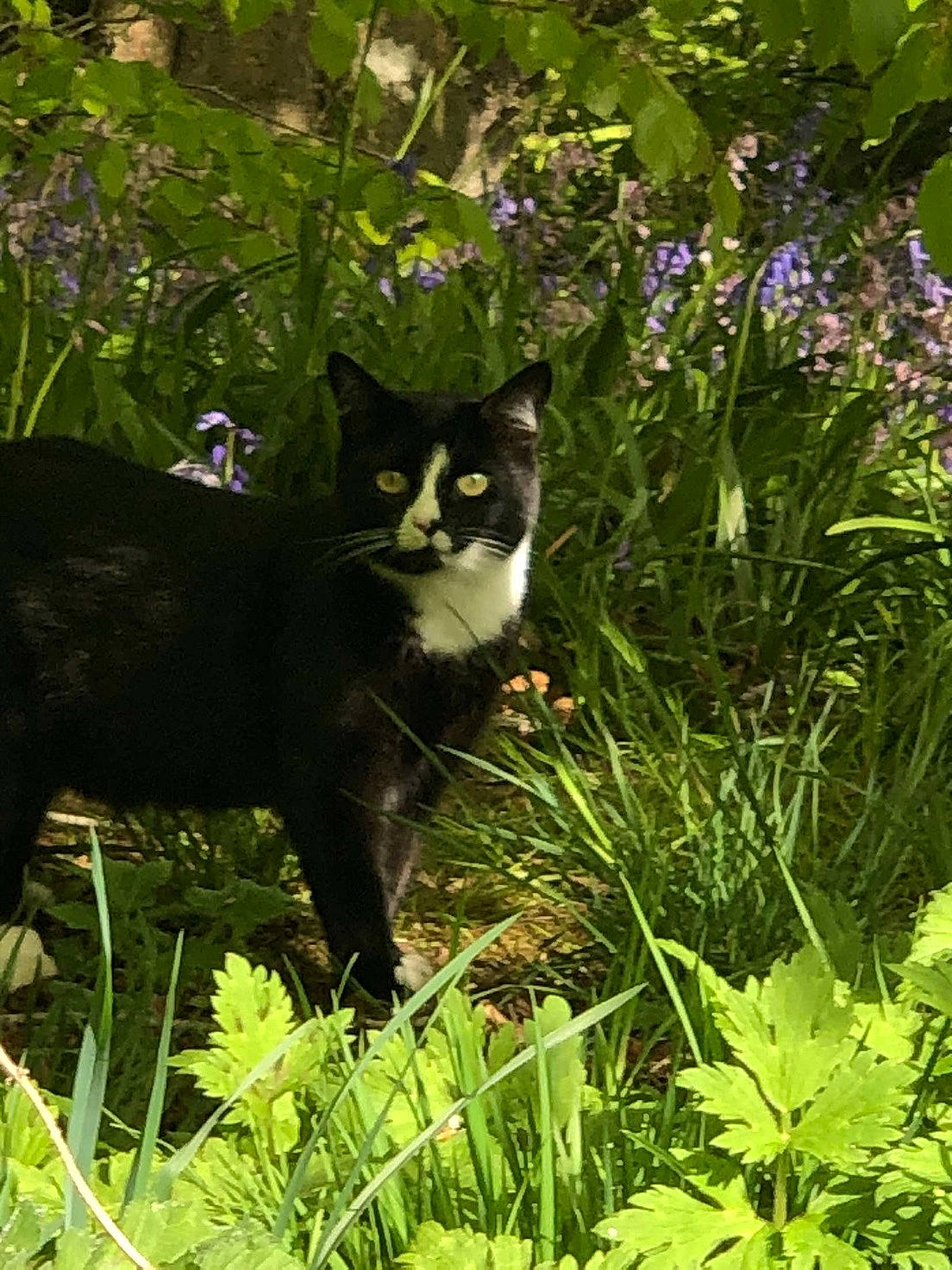 Woody joined the competition — help win amazing prizes! botany, carnivore, cat, domestic_short_haired_cat, felidae, flower, flowering_plant, garden, grass, groundcover, herbaceous_plant, lawn, leaf, plant, shrub, small_to_medium_sized_cats, tail, terrestrial_animal, terrestrial_plant, whiskers