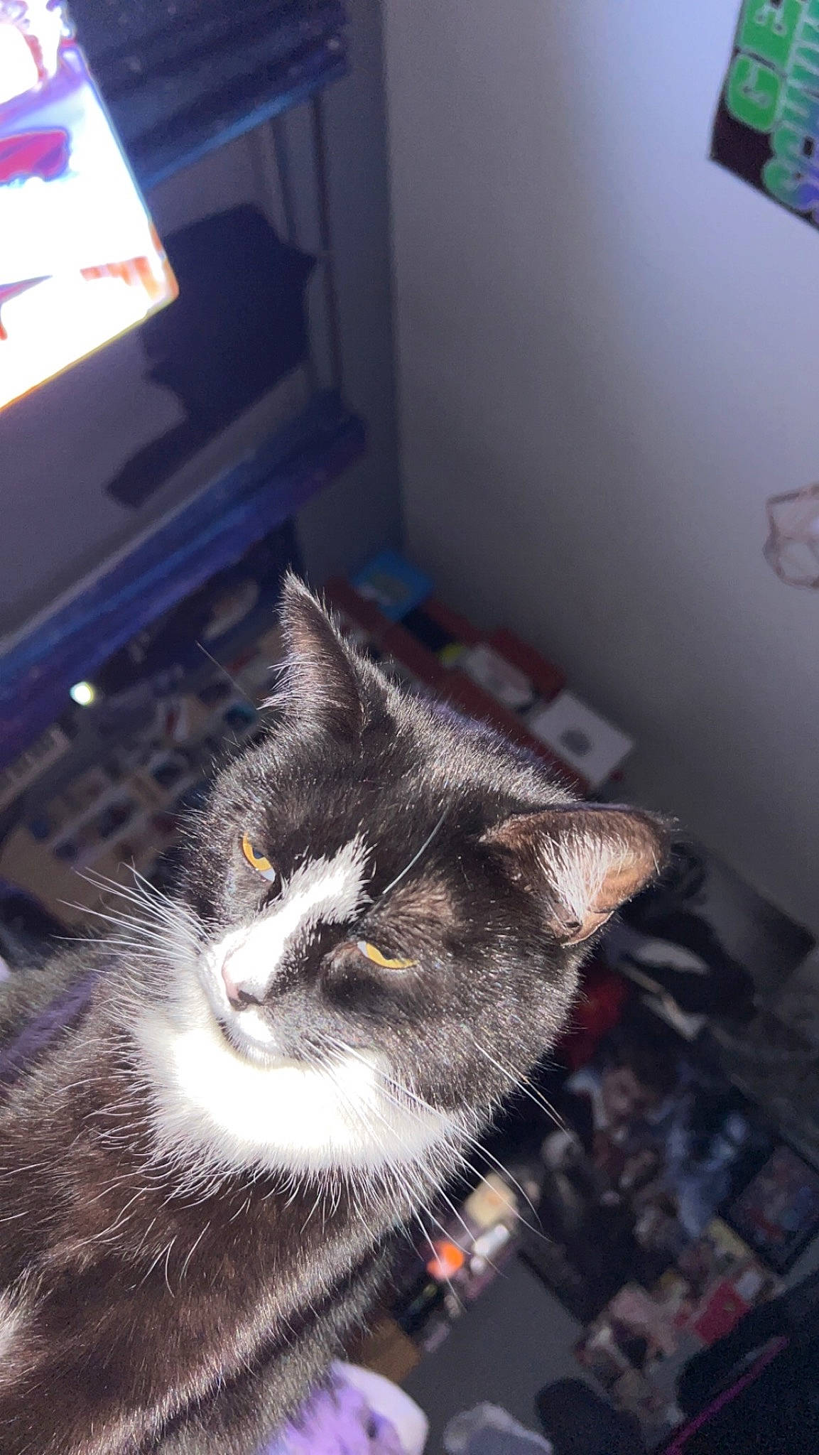 Woody joined the competition — help win amazing prizes! black_cat, carnivore, cat, claw, domestic_short_haired_cat, felidae, flooring, fur, grey, paw, picture_frame, small_to_medium_sized_cats, snout, tail, whiskers, window