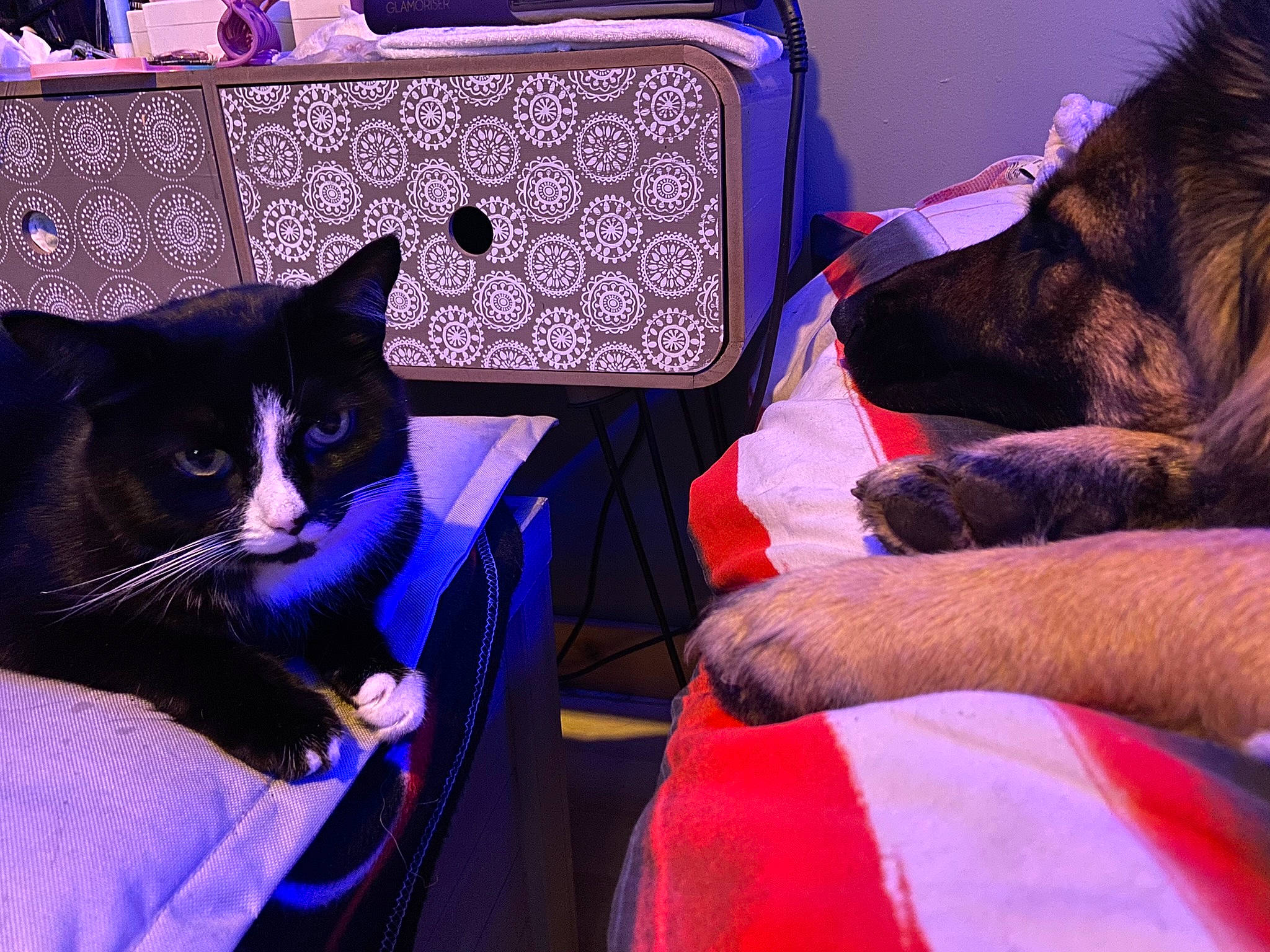 Woody is registered to the contest to win money with this photo: bag, carnivore, cat, comfort, companion_dog, couch, dog, electric_blue, felidae, formal_wear, fur, lap, linens, luggage_and_bags, magenta, purple, room, sitting, small_to_medium_sized_cats, whiskers