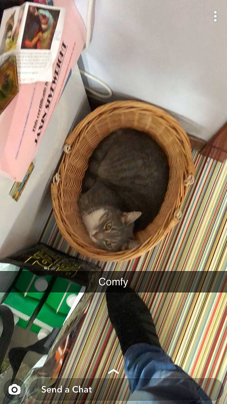 Clyro joined the competition — help win amazing prizes! audio_equipment, basket, box, cardboard, carnivore, cat, cat_bed, cat_supply, comfort, domestic_short_haired_cat, felidae, fur, hardwood, paper_product, pet_supply, publication, room, small_to_medium_sized_cats, whiskers, wood