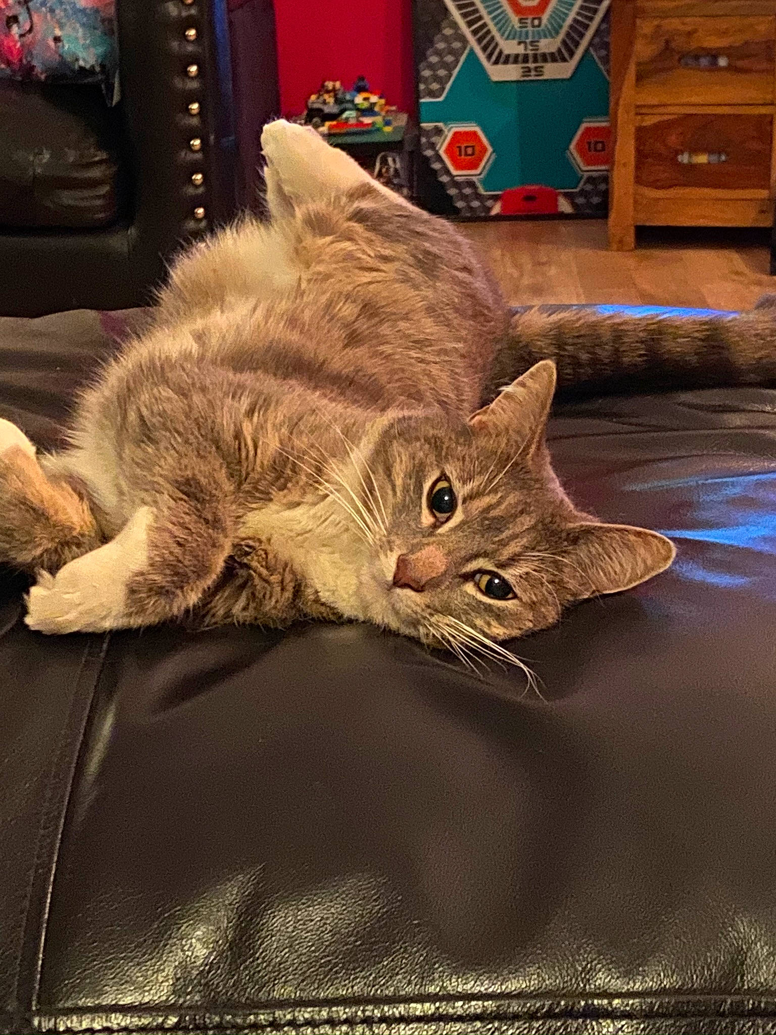 Clyro joined the competition — help win amazing prizes! cabinetry, carnivore, cat, chair, comfort, couch, domestic_short_haired_cat, fawn, felidae, flooring, fur, hardwood, linens, living_room, paw, room, small_to_medium_sized_cats, tail, whiskers, wood