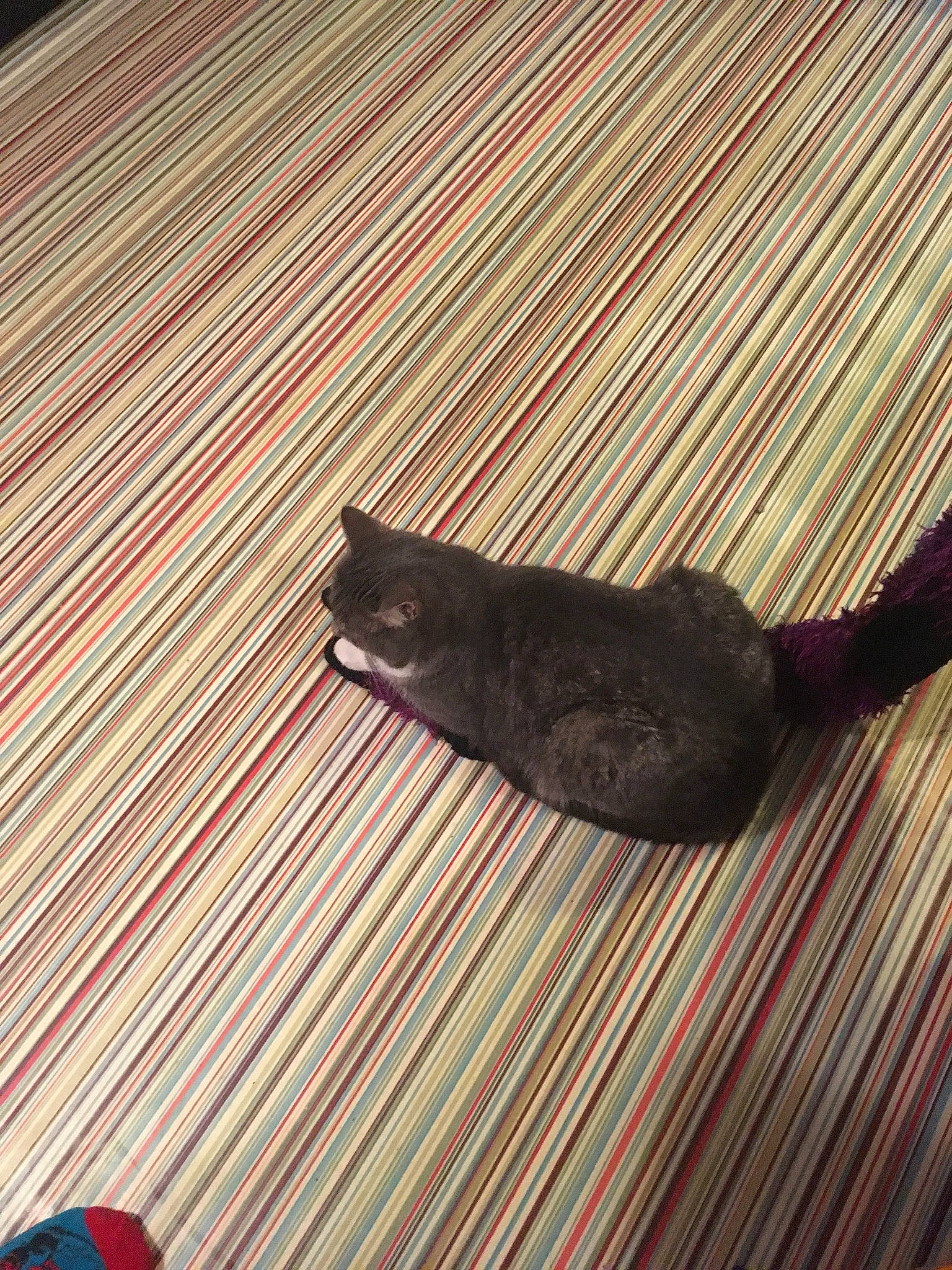 Clyro is registered to the contest to win money with this photo: black_cat, bombay, brown, carnivore, cat, domestic_short_haired_cat, felidae, floor, flooring, foot, fur, hardwood, line, rectangle, shadow, small_to_medium_sized_cats, tail, tints_and_shades, whiskers, wood