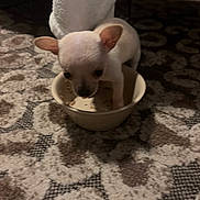 Tiny joined the competition — help win amazing prizes! puppy, dog, bowl, carpet, indoor, small, light_colored, animal, pet, cute, floor, patterned, young, domestic, curious, cozy, home, standing, blurry, dim_lighting