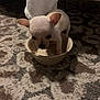 puppy, dog, bowl, carpet, indoor, small, light_colored, animal, pet, cute, floor, patterned, young, domestic, curious, cozy, home, standing, blurry, dim_lighting