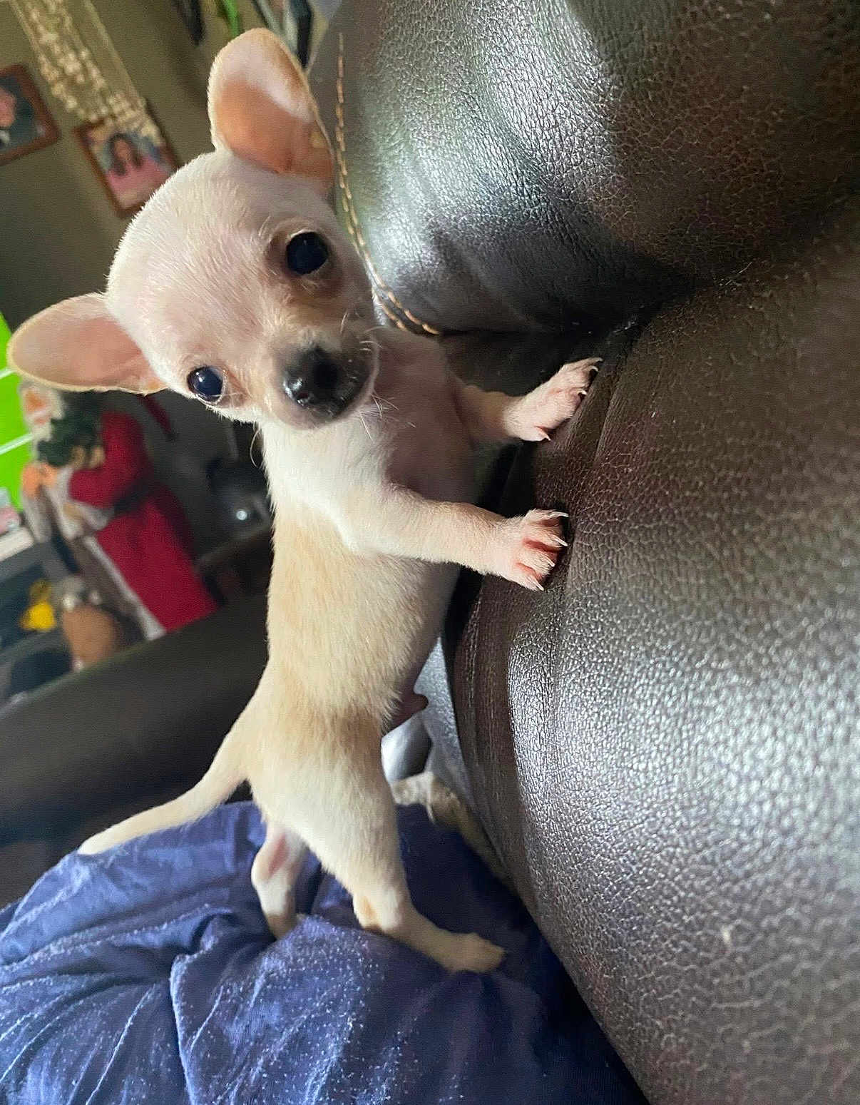 Tiny joined the competition — help win amazing prizes! puppy, chihuahua, dog, small_dog, indoor, couch, leather, blanket, curious, pet, animal, young, cute, standing, looking, ears, paw, household, furniture, brown