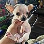 Tiny is registered to the contest to win money with this photo: puppy, dog, chihuahua, small_dog, hand, ears, living_room, couch, indoor, pet, cute, animal, fur, black_nose, pink_paws, eyes, person_hand, holding, domestic, canine