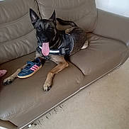 Seven a rejoint le concours — aidez-le/la à gagner de superbes lots ! beige, brown, canine, couch, dog, domestic, floor, happy, harness, home, indoor, leather, paw, pet, playing, relaxed, seat, shoe, tongue_out, wear_and_tear