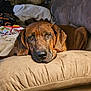 dog, brown_dog, couch, pillow, indoor, pet, relaxed, close_up, canine, comfort, furniture, domestic, mammal, resting, expression, animal, cozy, portrait, sleepy, ears