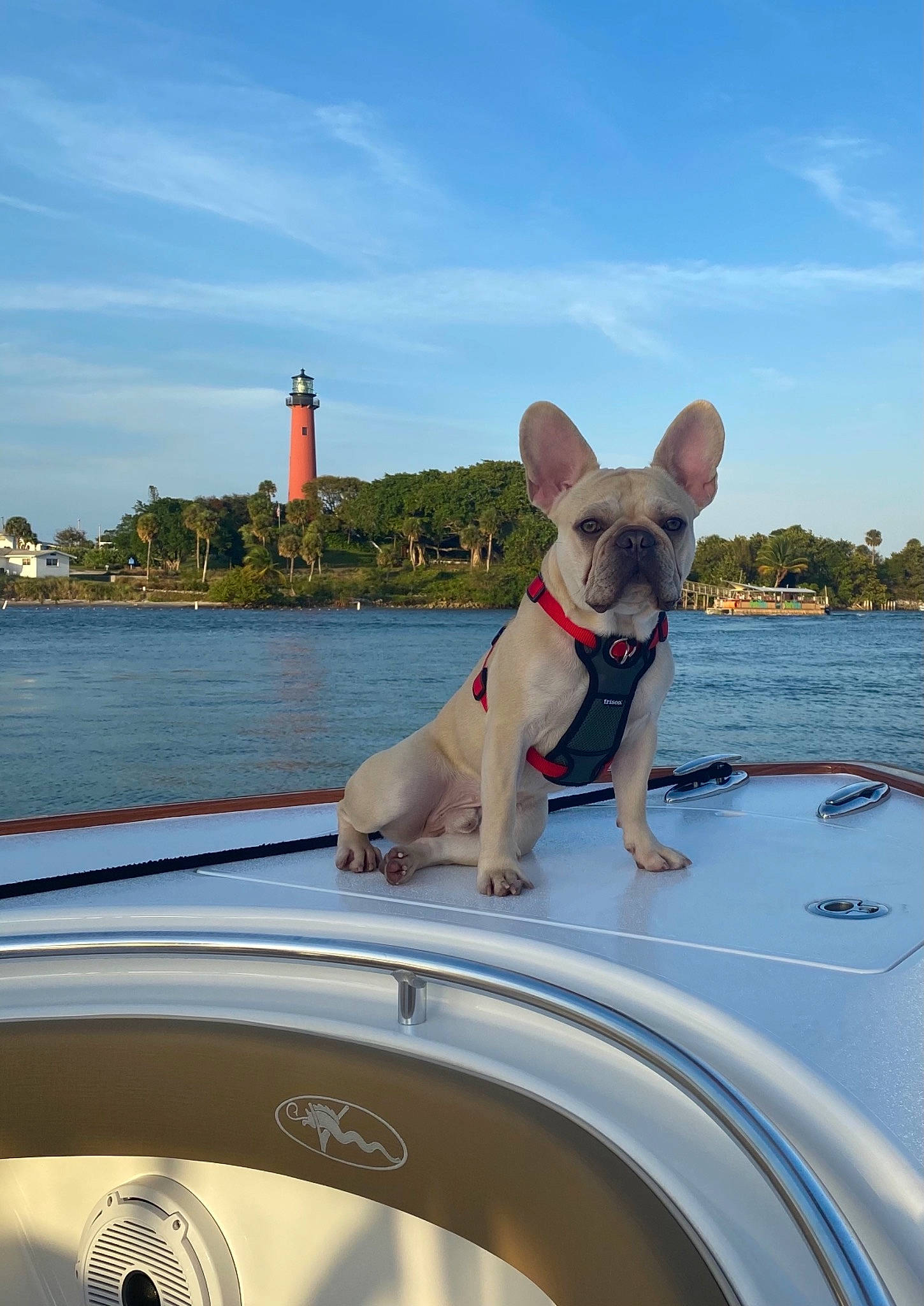 Lloyd Christmas joined the competition — help win amazing prizes! canidae, carnivore, cloud, collar, companion_dog, dog, dog_breed, dog_collar, fawn, lake, leisure, lighthouse, recreation, sky, snout, sporting_group, tail, tower, travel, water