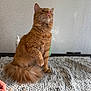 cat, orange_cat, fluffy, sitting, paw_raised, indoor, mat, textured_mat, curious, pet, animal, fur, whiskers, ears, tail, feline, domestic_cat, close_up, background, wall