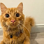 Rusty is registered to the contest to win money with this photo: cat, orange_tabby, close_up, curious_eyes, fluffy_tail, collar, bell, bow, pet, indoor, wooden_floor, whiskers, fur, cute, domestic_animal, feline, animal, mammal, portrait, wall