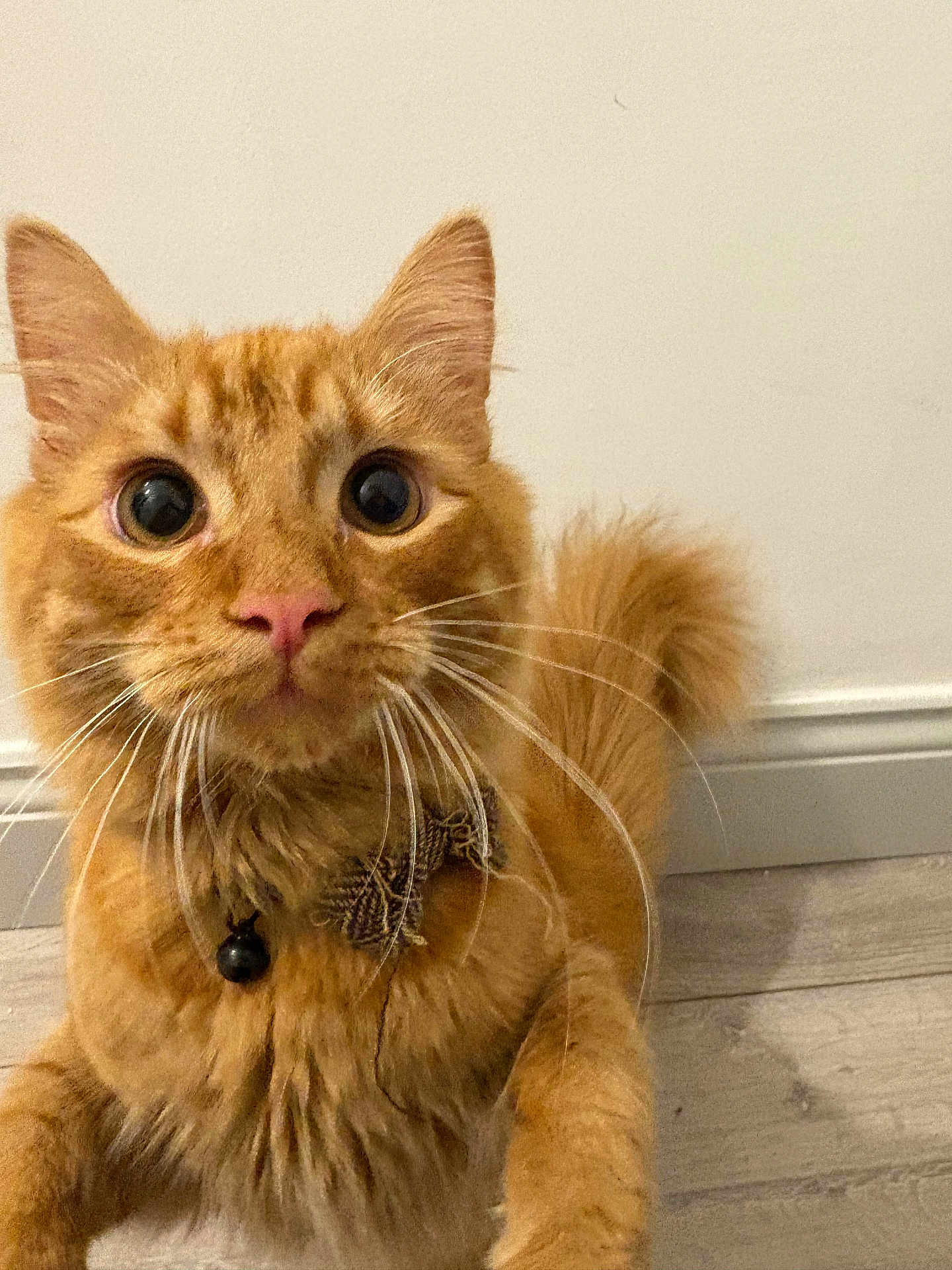 Rusty is registered to the contest to win money with this photo: cat, orange_tabby, close_up, curious_eyes, fluffy_tail, collar, bell, bow, pet, indoor, wooden_floor, whiskers, fur, cute, domestic_animal, feline, animal, mammal, portrait, wall