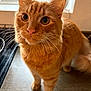 Rusty joined the competition — help win amazing prizes! cat, ginger_cat, indoor, kitchen, countertop, window, whiskers, fur, tail, curious, pet, animal, closeup, mammal, domestic, feline, orange, eyes, standing, soft_light