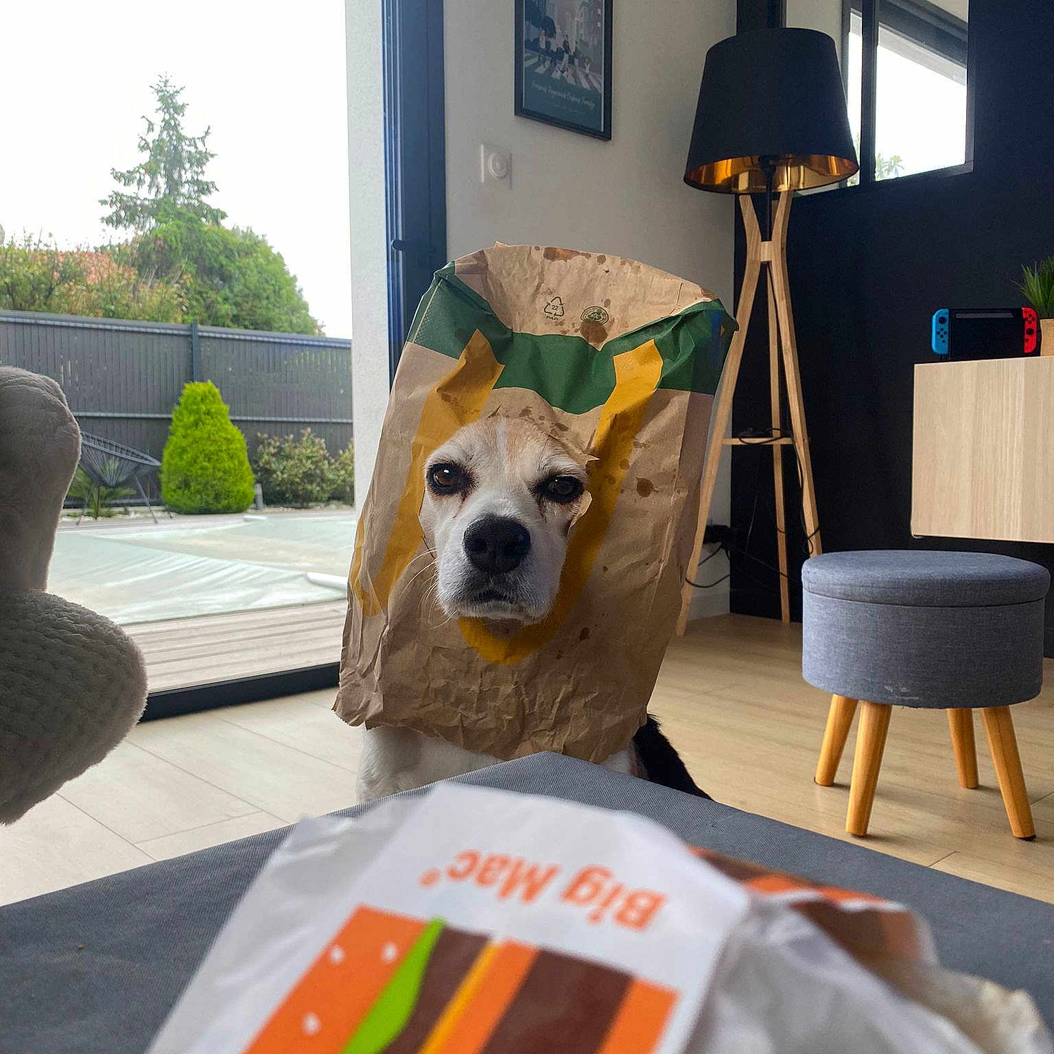 Apple a rejoint le concours — aidez-le/la à gagner de superbes lots ! art, carnivore, companion_dog, dog, dog_breed, fawn, flooring, grass, house, lamp, lawn_ornament, leisure, picture_frame, plant, recreation, room, table, tree, window, wood