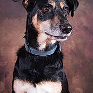 Tchoupie a rejoint le concours — aidez-le/la à gagner de superbes lots ! dog, portrait, black_coat, tan_markings, blue_collar, pet, animal, studio_lighting, close_up, ears, snout, fur, brown_eyes, looking_away, sitting, indoor, background_blur, well_groomed, canine, photography