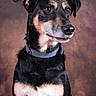 dog, portrait, black_coat, tan_markings, blue_collar, pet, animal, studio_lighting, close_up, ears, snout, fur, brown_eyes, looking_away, sitting, indoor, background_blur, well_groomed, canine, photography
