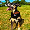 Tchoupie a rejoint le concours — aidez-le/la à gagner de superbes lots ! dog, canine, grass, outdoor, sunny, blue_sky, collar, tongue_out, pet, animal, field, nature, happy, mood, tag, tree, daylight, playful, sitting, smiling