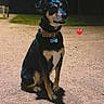 Tchoupie participe au concours pour gagner de l'argent avec cette photo : dog, animal, pet, outdoor, night, collar, sitting, gravel, grass, dark, cute, canine, muzzle, ears, shadow, loyal, tag, park, expression, companion