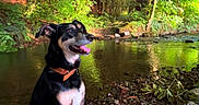 Tchoupie a rejoint le concours — aidez-le/la à gagner de superbes lots ! dog, river, rocks, nature, trees, greenery, water, outdoor, sunlight, pet, canine, collar, forest, smiling, happy, sitting, daylight, scenic, landscape, animal