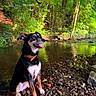 dog, river, rocks, nature, trees, greenery, water, outdoor, sunlight, pet, canine, collar, forest, smiling, happy, sitting, daylight, scenic, landscape, animal
