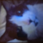 Tommy D joined the competition — help win amazing prizes! cat, black_and_white, blurry, close_up, feline, pet, animal, fur, indoor, face, whiskers, cute, domestic_animal, eye, nose, head, muzzle, soft, sleeping, resting