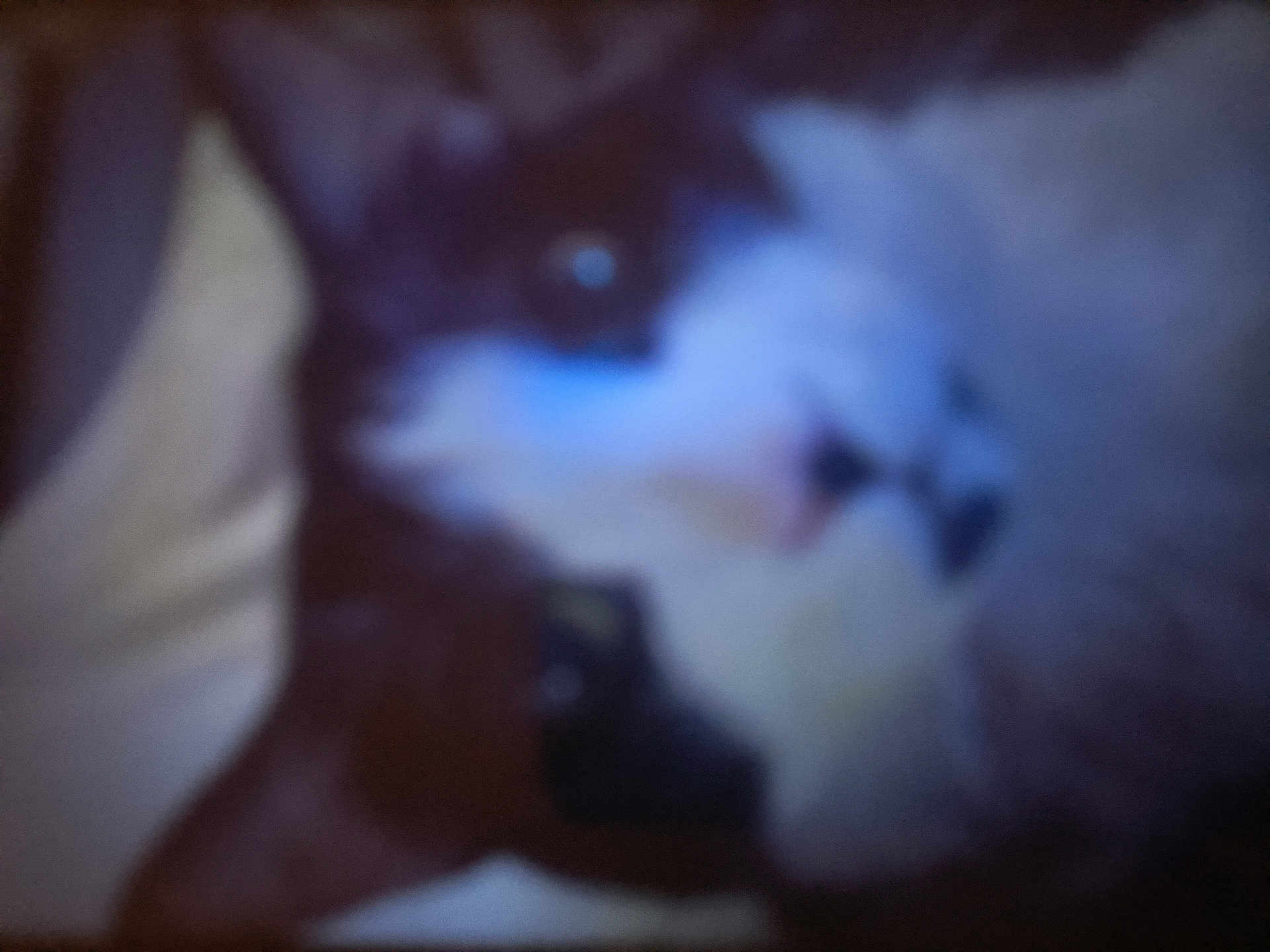 Tommy D joined the competition — help win amazing prizes! cat, black_and_white, blurry, close_up, feline, pet, animal, fur, indoor, face, whiskers, cute, domestic_animal, eye, nose, head, muzzle, soft, sleeping, resting