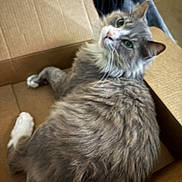 Dime is registered to the contest to win money with this photo: animal, box, cardboard_box, cat, cozy, curious, cute, domestic, feline, fur, green_eyes, indoor, lazy, mammal, pet, playful, relaxed, resting, soft, whiskers
