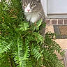 cat, gray_cat, white_fur, green_fern, plant, porch, door, brick_wall, outdoor, pet, animal, curious, nature, leafy, furry, domestic_cat, close_up, whiskers, pink_nose, eye_contact