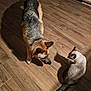 Smokey joined the competition — help win amazing prizes! dog, cat, german_shepherd, siamese_cat, wood_floor, indoor, pets, animals, shadows, floor_tiles, curious, cautious, domestic, home, feline, canine, tail, ears, collar, interaction