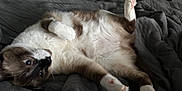 Smokey is registered to the contest to win money with this photo: cat, feline, pet, lying_down, fluffy, white_fur, brown_fur, bed, blanket, cozy, indoor, relaxed, paw, curious, animal, cute, soft, resting, whiskers, playful