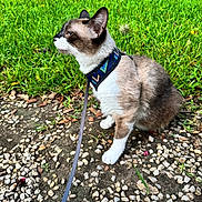 Smokey is registered to the contest to win money with this photo: cat, animal, pet, outdoor, grass, gravel, harness, leash, sitting, fur, white_paws, greenery, nature, tree_trunk, side_view, alert, cute, small_animal, daylight, ground