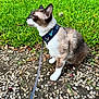 cat, animal, pet, outdoor, grass, gravel, harness, leash, sitting, fur, white_paws, greenery, nature, tree_trunk, side_view, alert, cute, small_animal, daylight, ground