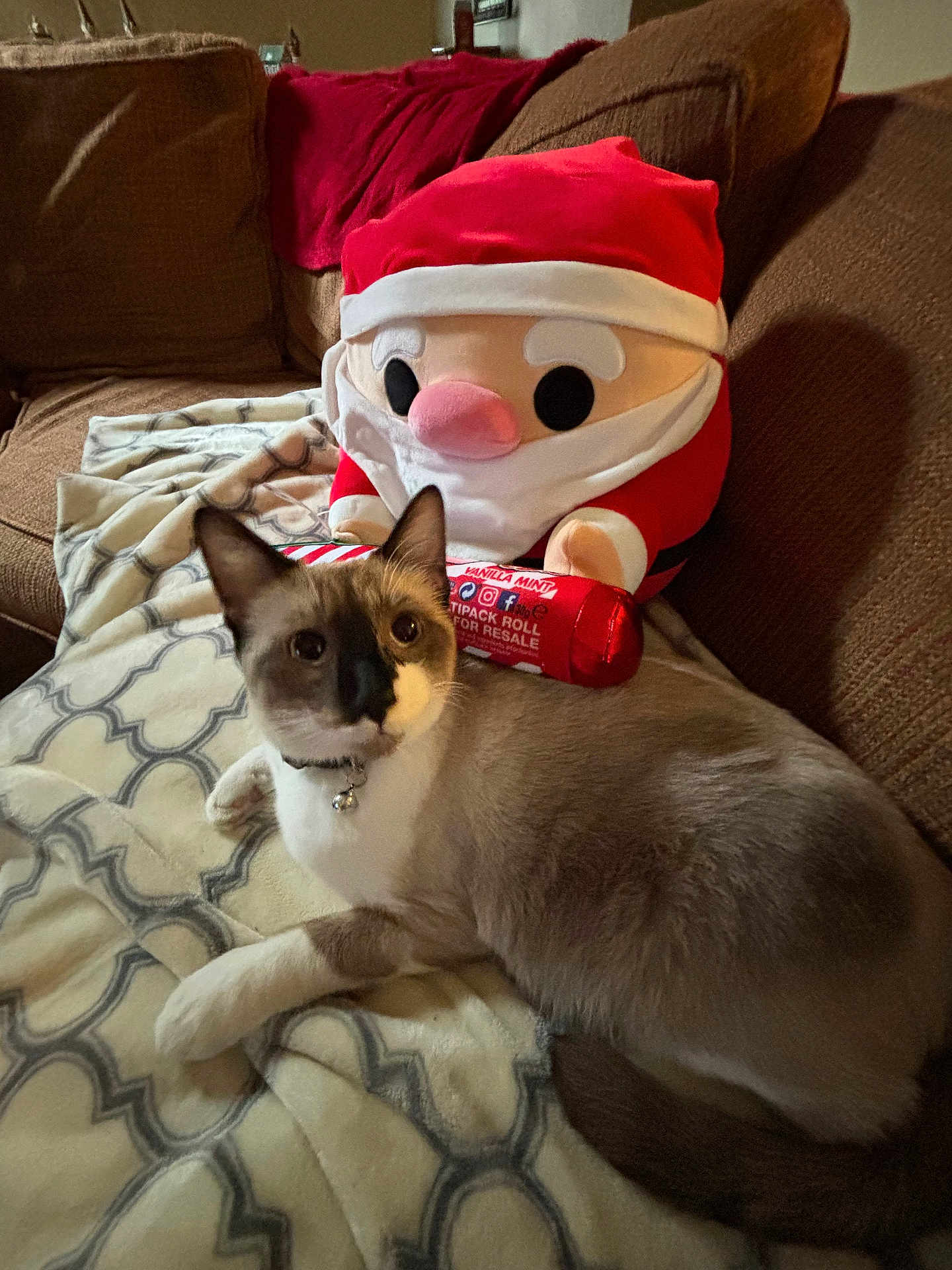 Smokey is registered to the contest to win money with this photo: cat, plush_toy, santa_claus, candy_cane, blanket, couch, indoor, feline, pet, relaxing, holiday, decor, patterned_blanket, brown_couch, toy, soft_toy, cute, domestic_animal, collar, furry