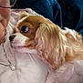 dog, cavalier_king_charles, pet, person_partial, glasses, necklace, cuddle, close_up, fur, white_sweater, sofa, blanket, indoor, relaxed, paw, companion, eye, nose, portrait, cozy