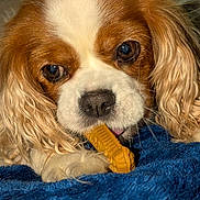 Karma joined the competition — help win amazing prizes! dog, cavalier_king_charles, puppy, chew_toy, bone_toy, blanket, close_up, nose, eyes, fur, paw, human_hand, licking, pet, indoors, cozy, brown_and_white, snout, floppy_ears, intense_gaze