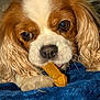 dog, cavalier_king_charles, puppy, chew_toy, bone_toy, blanket, close_up, nose, eyes, fur, paw, human_hand, licking, pet, indoors, cozy, brown_and_white, snout, floppy_ears, intense_gaze