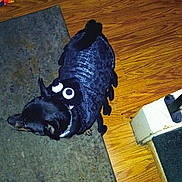 Cisco is registered to the contest to win money with this photo: dog, black_dog, costume, beetle_costume, pet, animal, indoor, hardwood_floor, carpet, floor, black_fur, collar, lying_down, costume_party, funny, disguise, insect, shiny_fabric, household, photography
