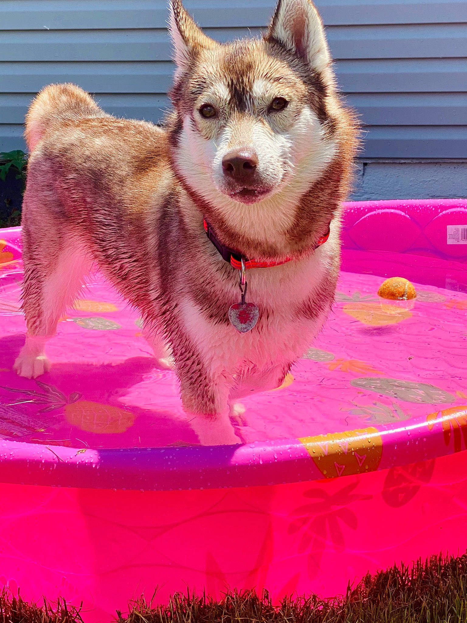 Jenna joined the competition — help win amazing prizes! canidae, carnivore, collar, companion_dog, dingo, dog, dog_breed, dog_collar, dog_supply, fawn, leash, magenta, pattern, pet_supply, pink, plant, snout, sporting_group, tail, working_animal