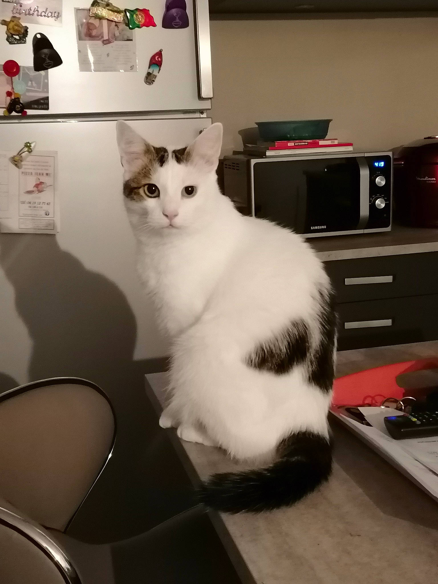 Filou a rejoint le concours — aidez-le/la à gagner de superbes lots ! carnivore, cat, domestic_short_haired_cat, european_shorthair, felidae, fur, kitten, paw, room, small_to_medium_sized_cats, turkish_van, whiskers