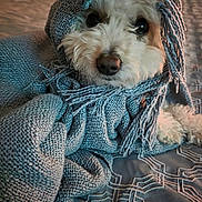 Leon joined the competition — help win amazing prizes! dog, white_dog, scarf, knitted_scarf, cozy, bed, bedspread, indoor, pet, cute, close_up, animal, fur, texture, warm_lighting, portrait, soft, resting, looking, curious