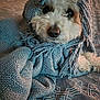 dog, white_dog, scarf, knitted_scarf, cozy, bed, bedspread, indoor, pet, cute, close_up, animal, fur, texture, warm_lighting, portrait, soft, resting, looking, curious