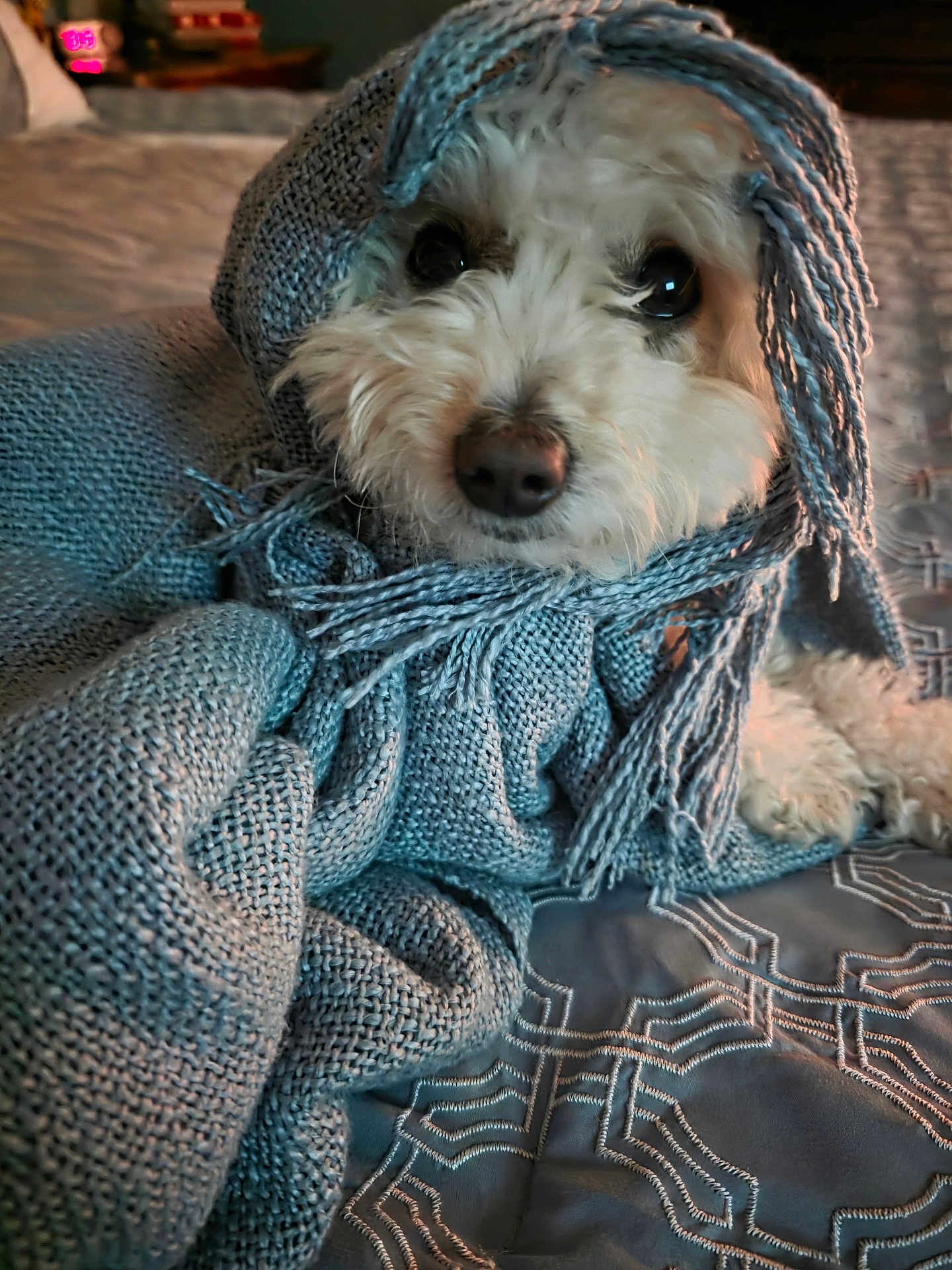 Leon joined the competition — help win amazing prizes! dog, white_dog, scarf, knitted_scarf, cozy, bed, bedspread, indoor, pet, cute, close_up, animal, fur, texture, warm_lighting, portrait, soft, resting, looking, curious