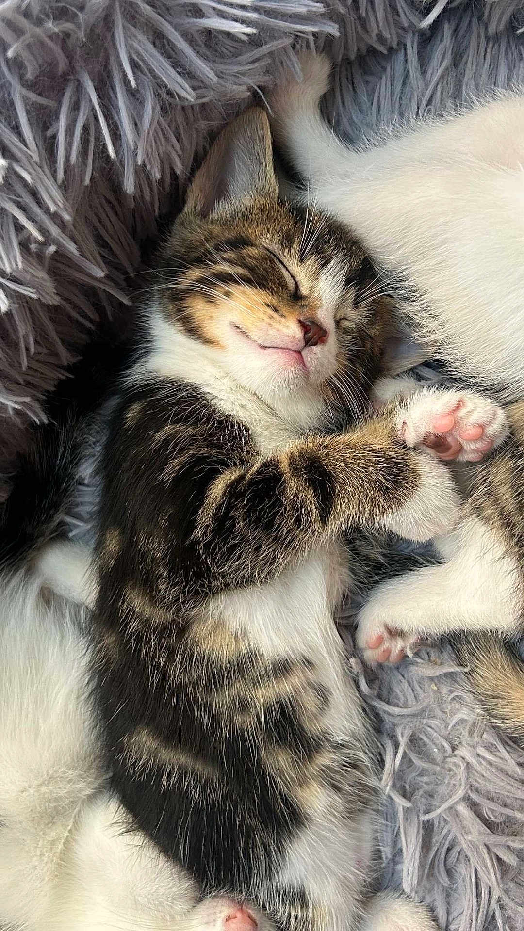 Aron a rejoint le concours — aidez-le/la à gagner de superbes lots ! kitten, sleeping, cat, feline, paw, fur, whiskers, closeup, cute, pet, nap, cozy, fluffy, tabby, white, resting, soft, animal, domestic_cat, peaceful