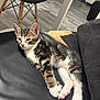Aron a rejoint le concours — aidez-le/la à gagner de superbes lots ! kitten, cat, tabby, white_paws, leather_chair, indoor, floor, modern, furniture, blanket, relaxing, pet, cute, sleepy, animal, domestic, cozy, comfort, resting, pink_paws