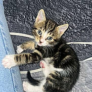 Aron participe au concours pour gagner de l'argent avec cette photo : kitten, cat, tabby, blue_eyes, white_paws, jeans, blanket, patterned, cute, pet, animal, feline, small, resting, curious, indoors, soft, young, fur, playful