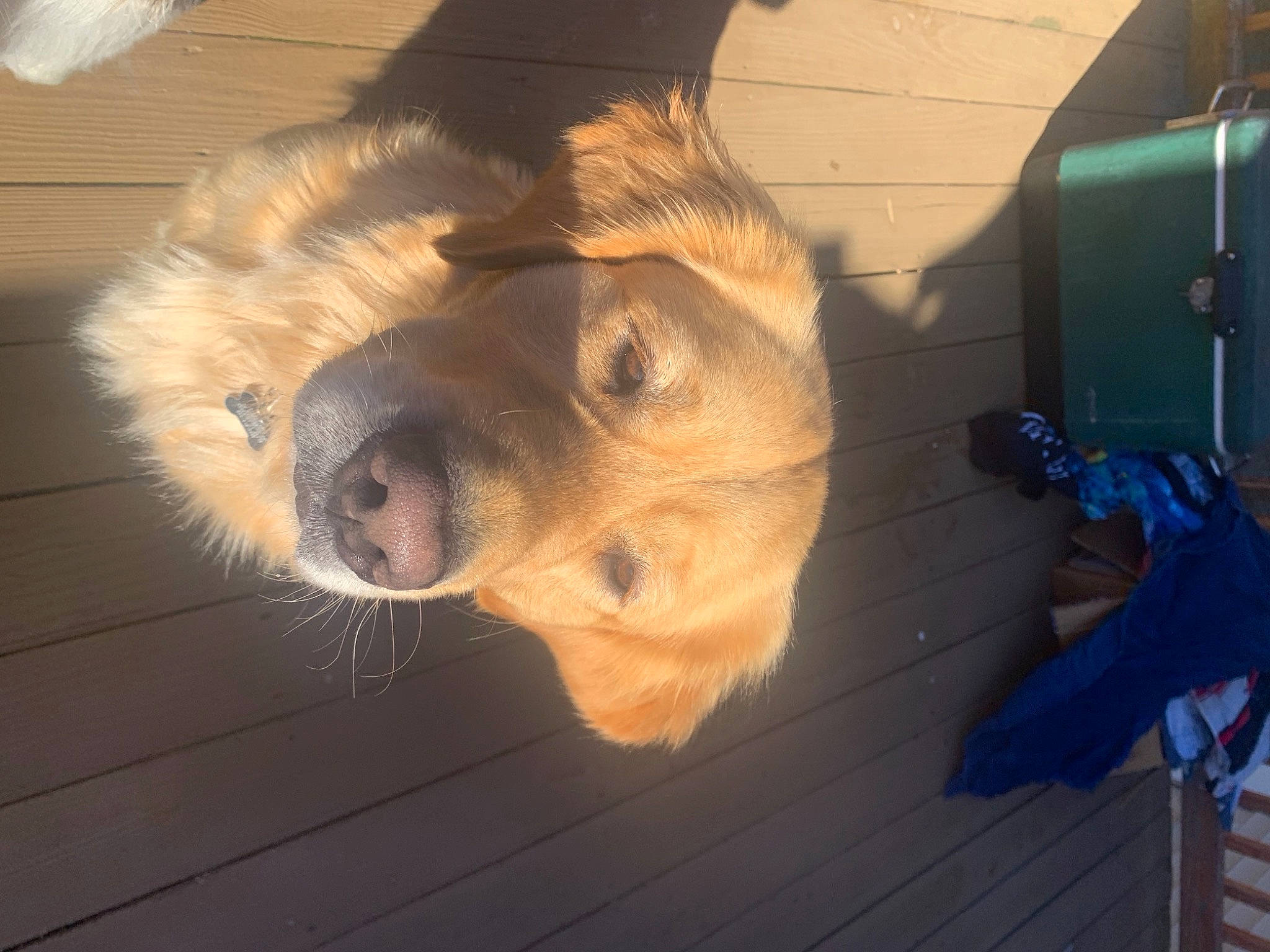 Tito joined the competition — help win amazing prizes! canidae, carnivore, cloud, companion_dog, dog, dog_breed, fawn, flooring, fur, liver, mammal, pet_supply, selfie, snout, sporting_group, tail, terrestrial_animal, whiskers, wood, working_animal