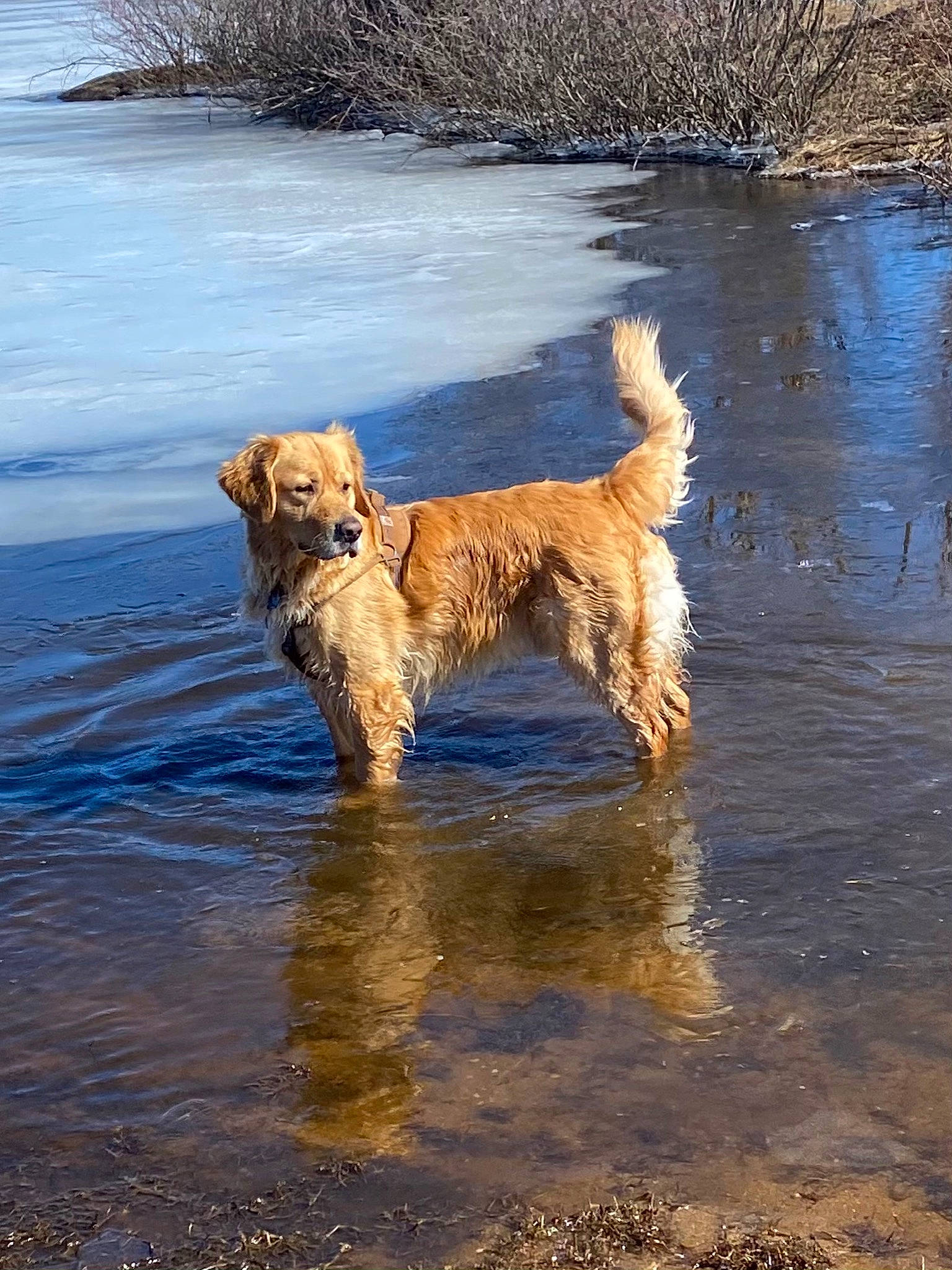 Tito is registered to the contest to win money with this photo: beach, body_of_water, canidae, carnivore, companion_dog, dog, dog_breed, fawn, gun_dog, lake, ocean, reflection, retriever, sporting_group, tail, water, wind_wave, wood, working_animal, working_dog