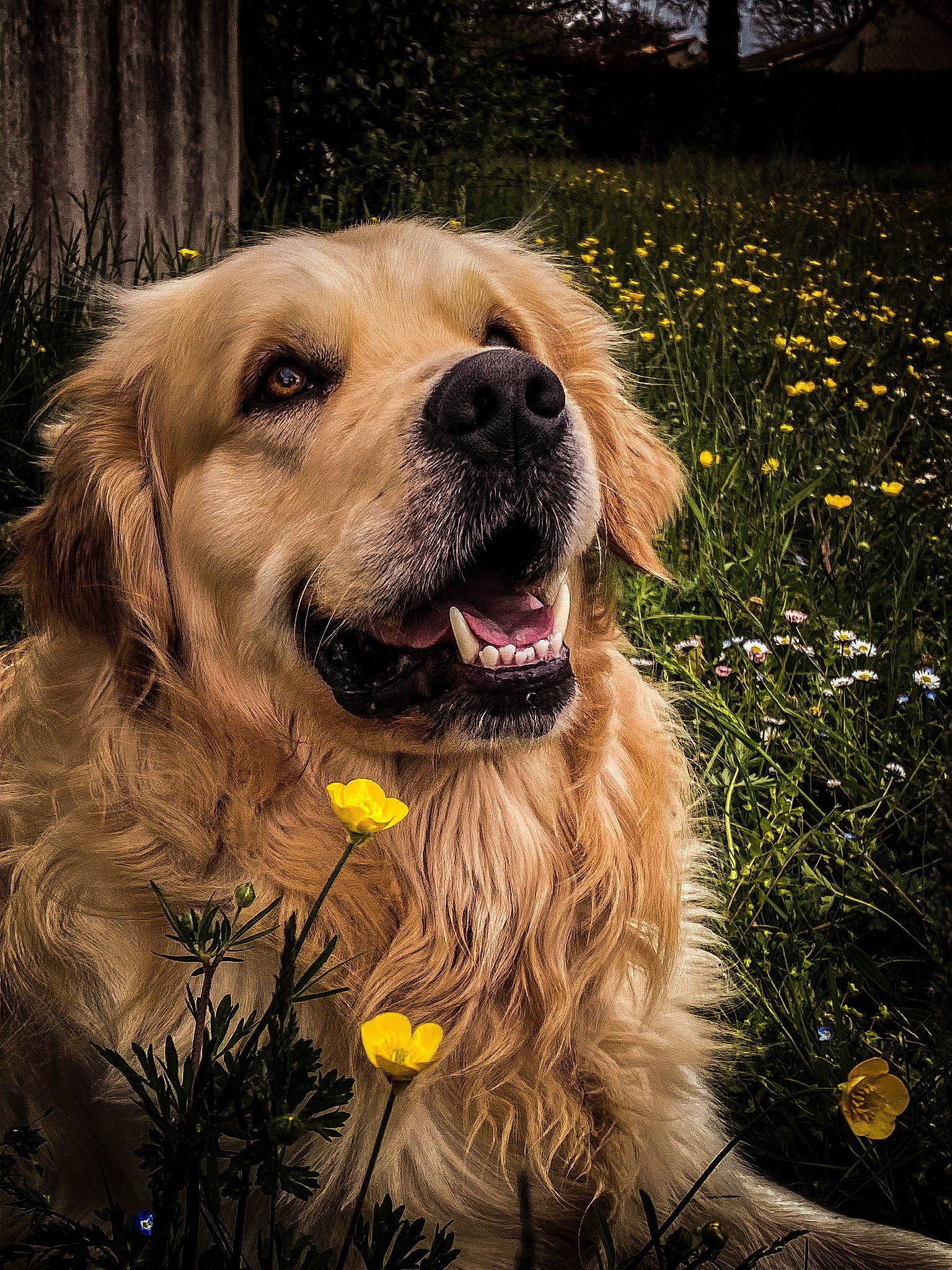 Nolo participe au concours pour gagner de l'argent avec cette photo : canidae, carnivore, companion_dog, dog, dog_breed, fang, fawn, flower, fur, grass, gun_dog, happy, people_in_nature, plant, retriever, snout, sporting_group, tree, whiskers, yellow